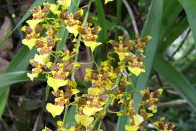 Polinización agresiva en las Oncidium del campus