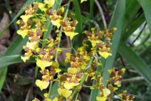 Planta de Oncidium en el campus de la UFM.