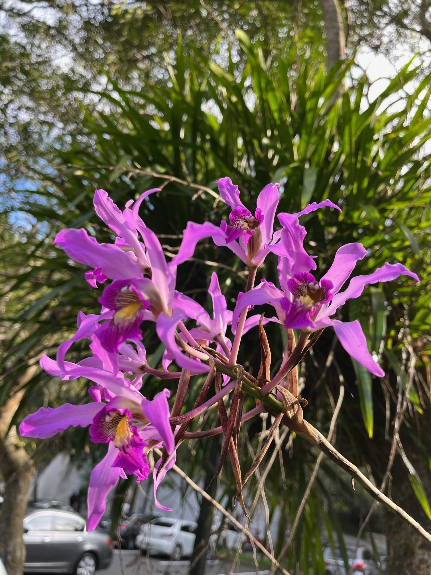 Laelia Superbiens En Estacionamiento Administrativo El Amigo De La