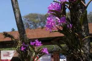 100302_arboretum_cattleya