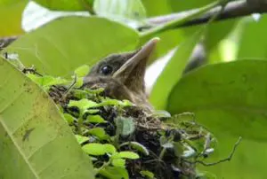 100623_arboretum_nido