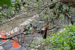 120615_ufm_arboretum_squirr