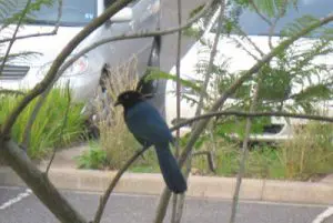 120713_ufm_arboretum_chara