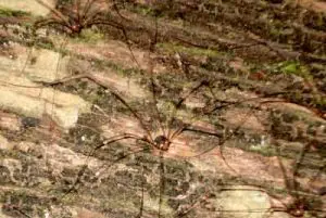 101116_arboretum_opiliones