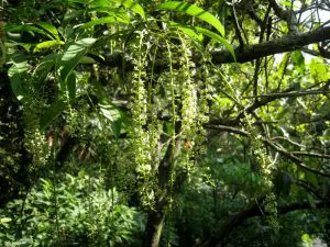 snoticiasrsimagersargsbd150219_ufm_arboretumrsargsbd