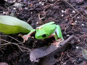 snoticiasrsimagersargsbd150612_ufm_arboretumrsargsbd