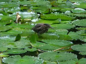 snoticiasrsimagersargsbd150925_ufm_arboretumrsargsbd