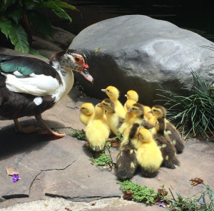 snoticiasrsimagersargsbdpatitosnormalrsargsbd