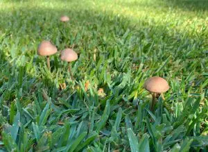 Amanitas en el Jardín Manuel F. Ayau.