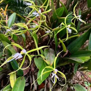 epidendrum-ciliare-ufm