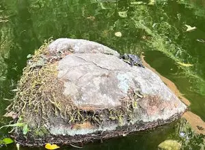 240524b-tortuga-arboretum-ufm