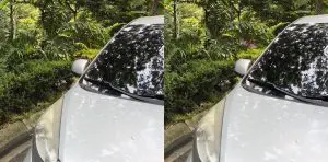 240611b-piranga-leucoptera-tangara-alibnalca-arboretum-ufm