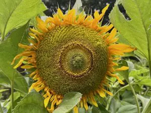 250401b-girasol-ufm-arboretum