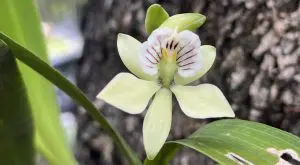 250612-orquidea-ufm-arboretum