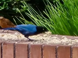 250727-xara-arboretum-ufm