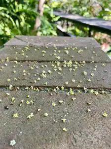 260217-coralillo-arboretum-ufm-flores