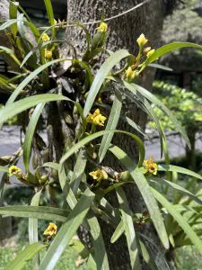 260326-maxilaria-variabilis-orquidea-arboretum-ufm