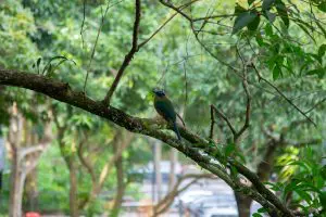 260512-torogoz-motmot-arboretum-ufm
