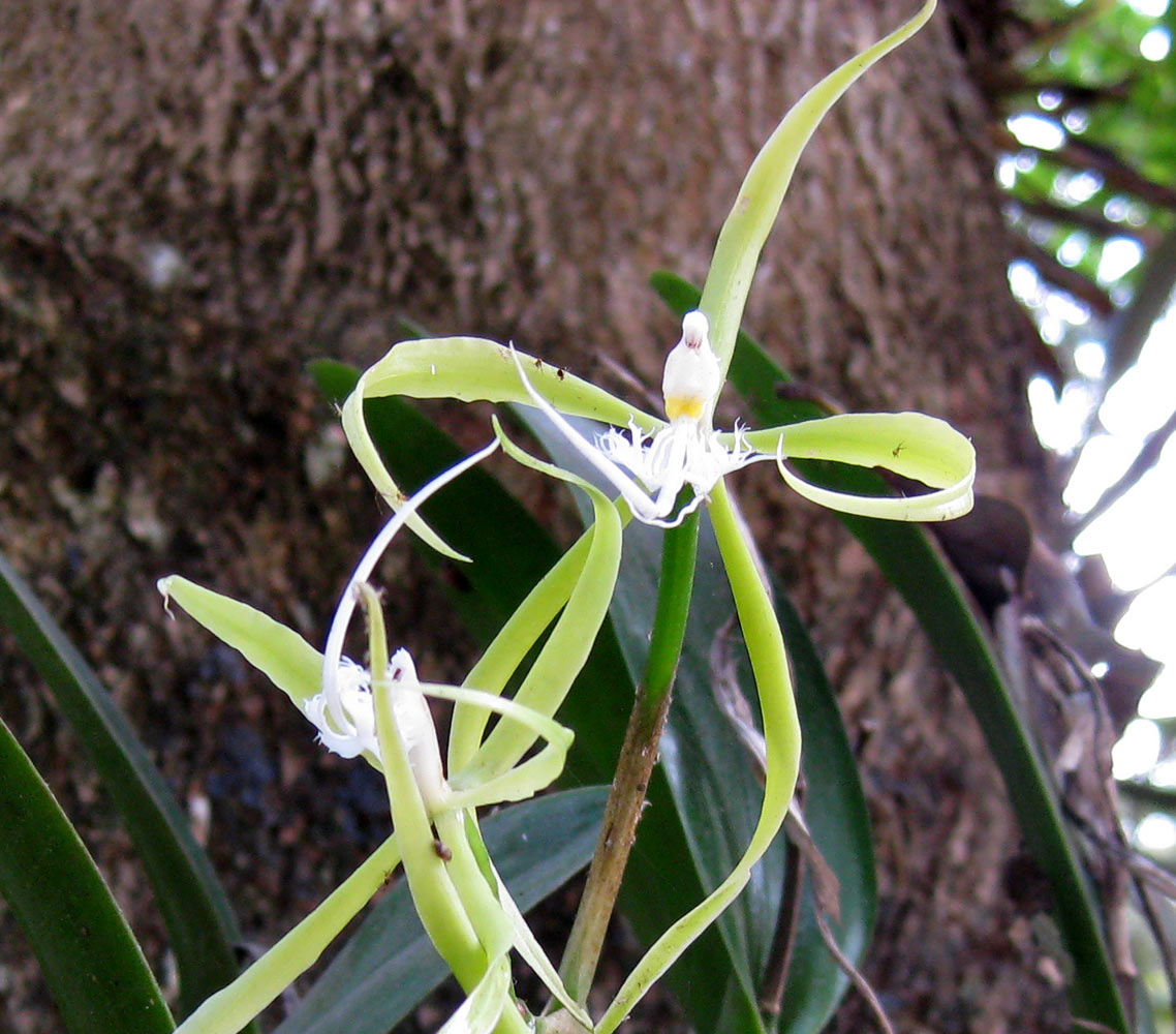 Epidendrum ciliare.jpg