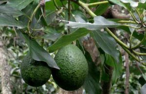 090805_aguacates