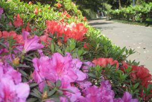 100323_arboretum_azalea