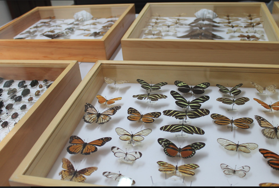 entrega a domicilio Víctor Peticionario Arboretum UFM cuenta con una nutrida colección de insectos - El Amigo de la  Marro