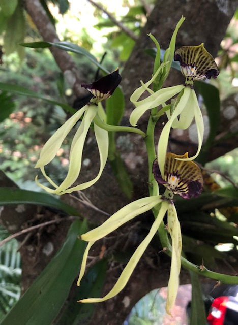 Orquídea negra florece en el campus de la UFM – El Amigo de la Marro