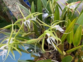 encyclia-ciliare-ufm