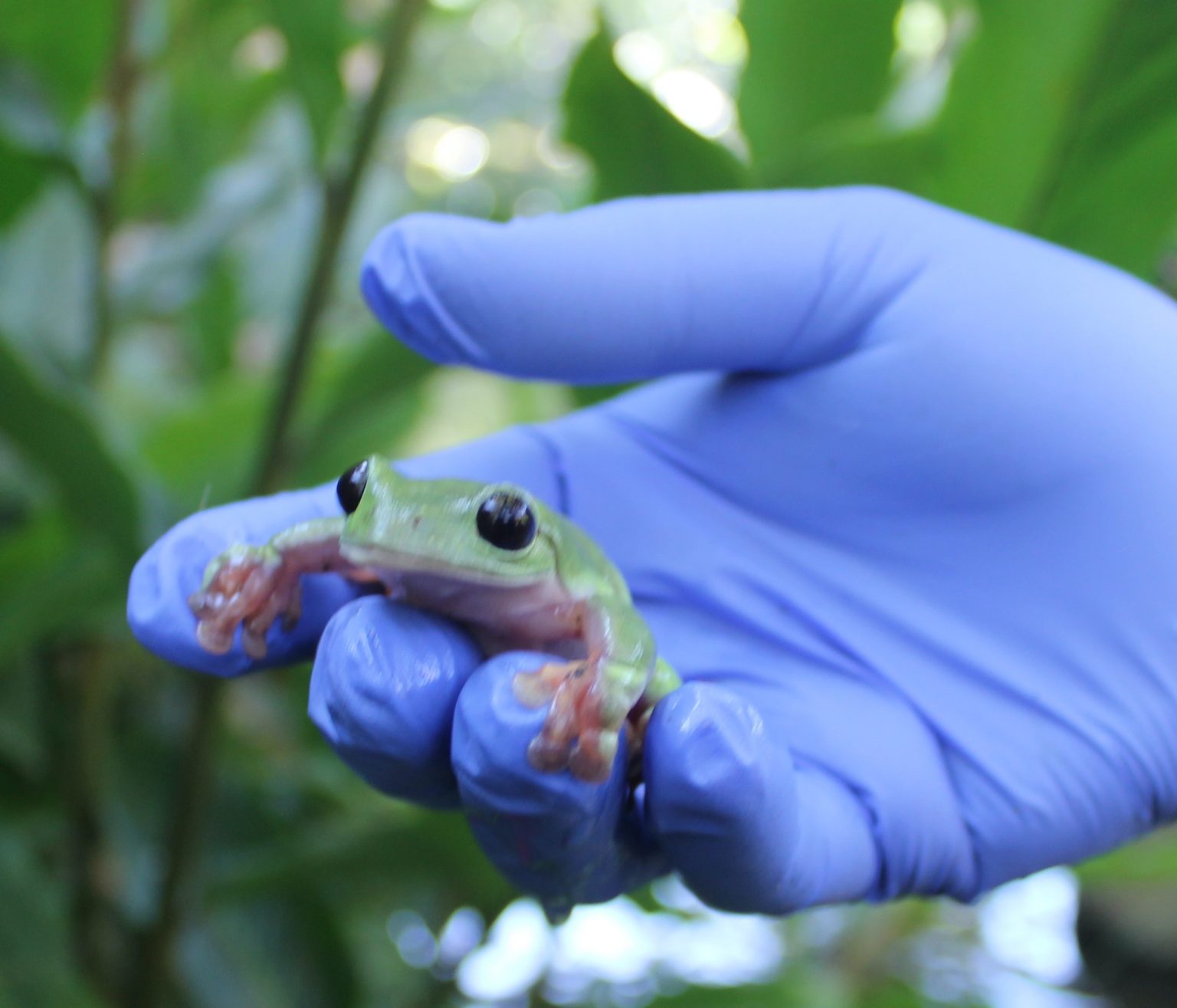 Ranas arborícolas en el campus - El Amigo de la Marro