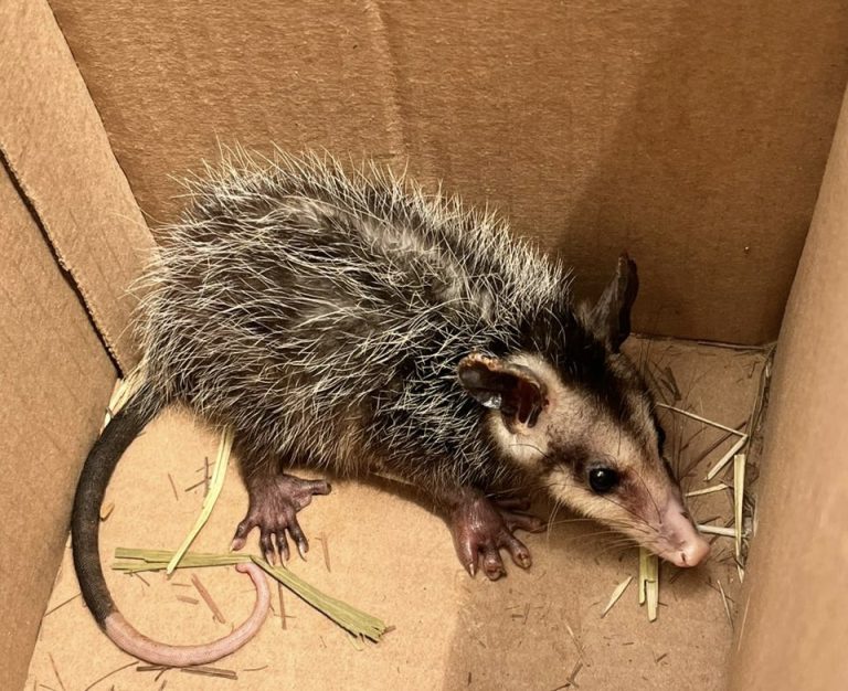 Tacuazín encontró refugio en campus UFM El Amigo de la Marro