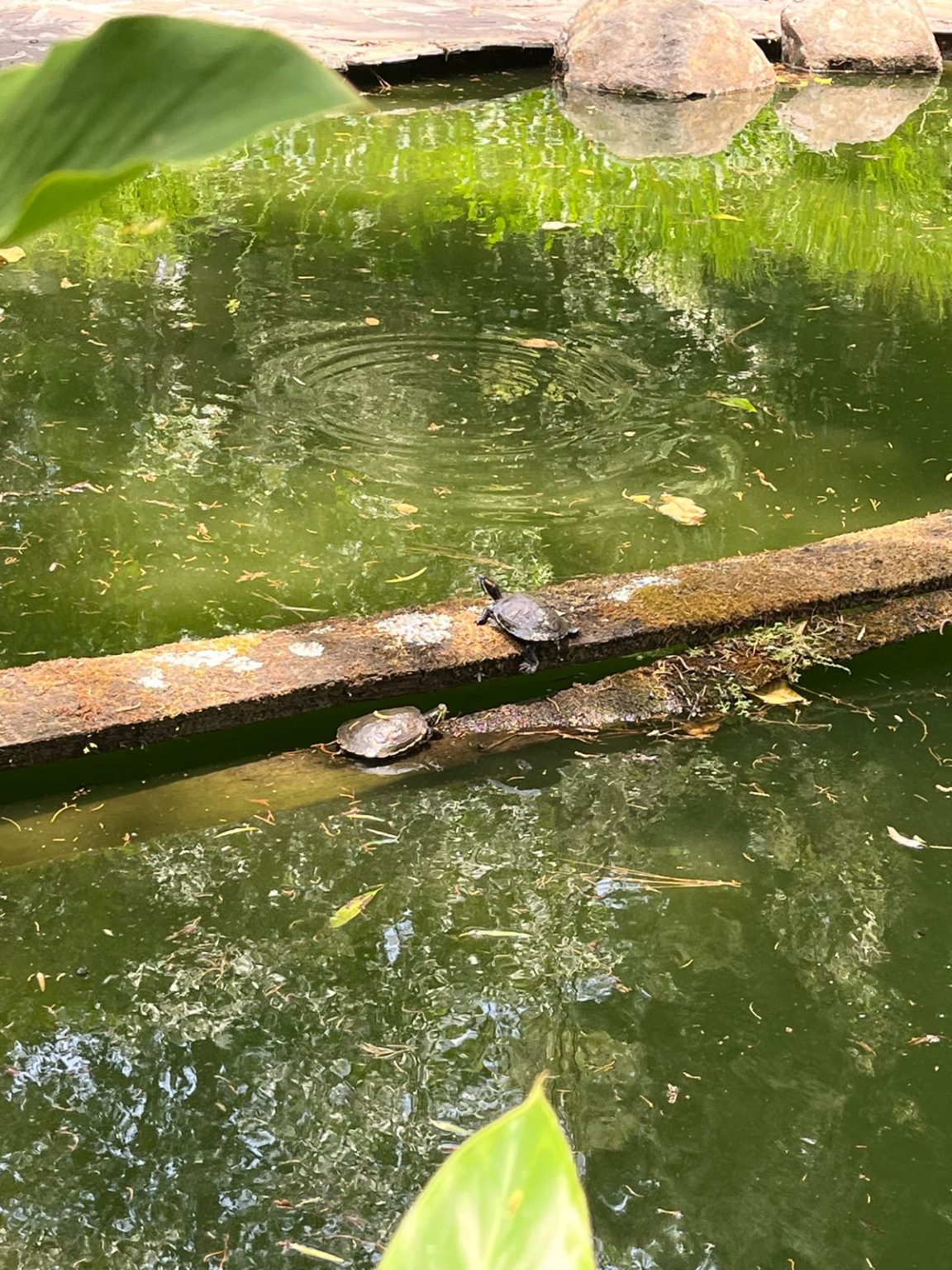 Niñas Y Tortugas Comparten Lecciones De Vida - El Amigo De La Marro