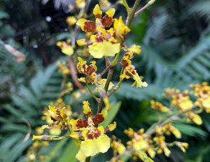 241112b-oncidium-orquidea-ufm-arboretum