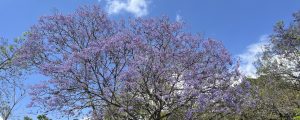 250305-jacaranda-ufm-arboretum