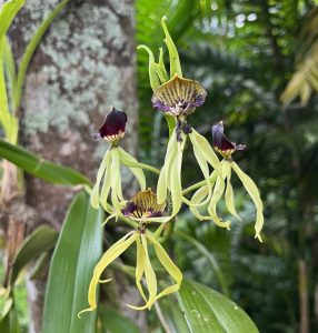 250505-prostechea-cochleata-arboretum-ufm