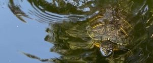 251017b-tortugas-arboretum-ufm