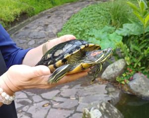 251208b-tortuga-pintada-ufm-arboretum