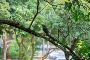 260512-torogoz-motmot-arboretum-ufm