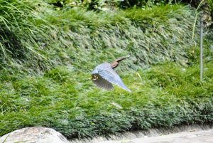 260914-garza-arboretum-ufm