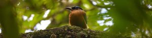 261022b-momotus-lessonii-ufm-arboretum-enrique-turcios