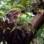 040519_nido_con_pajaro