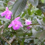 060601_orquideasyhongos