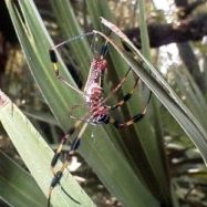 061024_nephilaclavipes