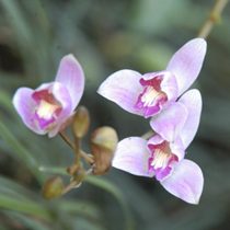 070201_orquideas