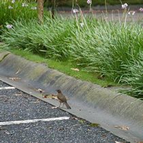 070523_claycoloredrobinufm-1