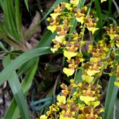 080220_oncidium_sphacellatum_ufm
