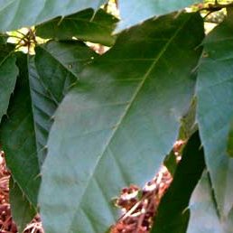 090316_arboretum_qskinneri