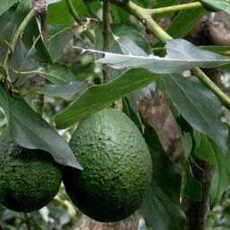 090805_aguacates