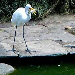 091030_arboretum_garza