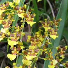 100208_oncidium_sphacellatum