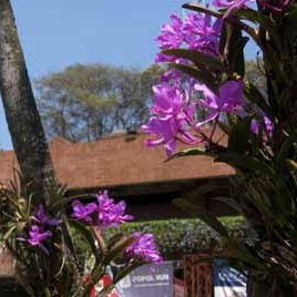 100302_arboretum_cattleya